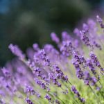 吃瓜天堂网页版,吃瓜51github 0z38q