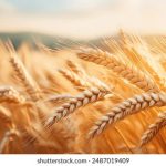 免费AV视频在线观看 35jqvt2k5o