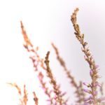 吃瓜51黑料,吃瓜天堂在线观看 37a26v