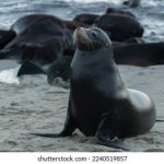 黄色在线播放欧美 887j07gbw