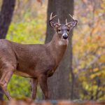 光根电影院无码中文字幕免费 8obb9e