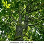 四虎永久在线高清国产精品 8ssty759uo