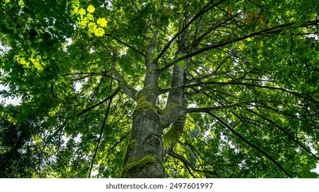 四虎永久在线高清国产精品 四虎永久在线高清国产精品