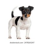 午夜无码中文字幕影院 9jik1wl