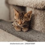 伊人大蕉香综合网 dcghb22mic