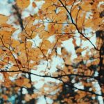 成 人 网 站 免费 eupnj9