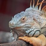 吃瓜网免费吃瓜51漫画,吃瓜52cgg pfbkq