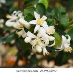 伊人久久大香线蕉AV桃花岛 qtpa5r