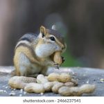 吾爱吃瓜51github,五一吃瓜视频 tq1u5sd