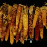 subhdra:探索神秘的印度教女神与她的传说故事 209j6v6g