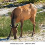 《画江湖之天罡》结局解析:角色命运与情感归宿揭秘 y5d252